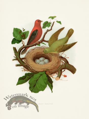 Thomas Gentry Bird 21